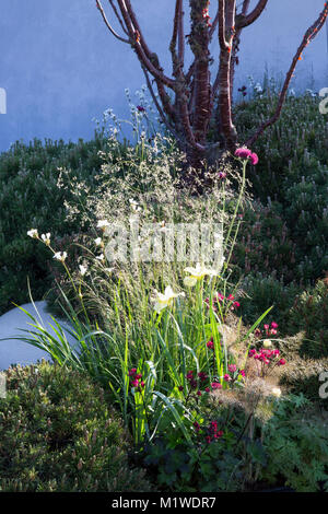 La BBC Radio 2 Jeremy Vine Texture giardino, RHS Chelsea Flower Show 2017 Foto Stock