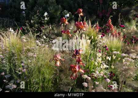 Giardino con erba ornamentale nel colorato giardino inglese al confine con Irises Iris Kent Pride UK RHS Chelsea Flower Show Foto Stock