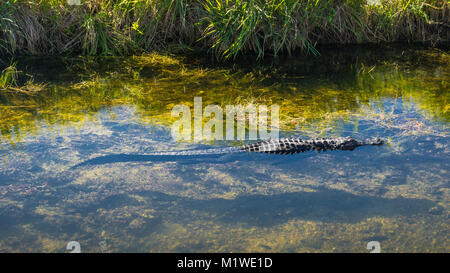 Stati Uniti d'America, Florida, acqua cristallina con piscina in coccodrillo everglades natura Foto Stock