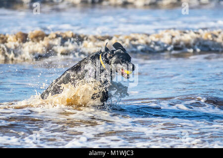 Crosby parco costiero, Merseyside. 2° febbraio 2018. Regno Unito Meteo. Luminosa e soleggiata e condizioni nella west coast come Zebedeo un giovane nero Labrador cariche attraverso le onde sulla foreshore inseguendo il suo preferito giallo palla da tennis. Con indomita energia il gioco sprint del cane attraverso il le onde che si infrangono sulla riva del mare con poco sforzo, per recuperare il suo giocattolo. Credito: MediaWorldImages/Alamy Live News Foto Stock