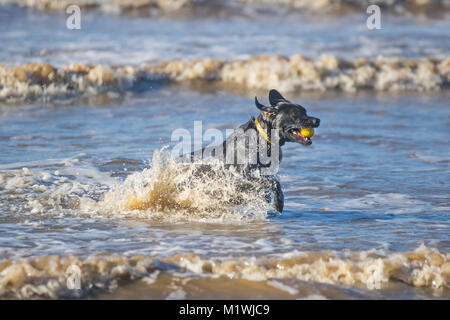 Crosby parco costiero, Merseyside. 2° febbraio 2018. Regno Unito Meteo. Luminosa e soleggiata e condizioni nella west coast come Zebedeo un giovane nero Labrador cariche attraverso le onde sulla foreshore inseguendo il suo preferito giallo palla da tennis. Con indomita energia il gioco sprint del cane attraverso il le onde che si infrangono sulla riva del mare con poco sforzo, per recuperare il suo giocattolo. Credito: MediaWorldImages/Alamy Live News Foto Stock