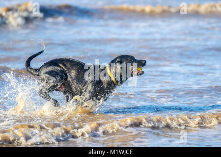 Crosby parco costiero, Merseyside. 2° febbraio 2018. Regno Unito Meteo. Luminosa e soleggiata e condizioni nella west coast come Zebedeo un giovane nero Labrador cariche attraverso le onde sulla foreshore inseguendo il suo preferito giallo palla da tennis. Con indomita energia il gioco sprint del cane attraverso il le onde che si infrangono sulla riva del mare con poco sforzo, per recuperare il suo giocattolo. Credito: MediaWorldImages/Alamy Live News Foto Stock