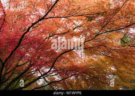 Giapponese acero in Portland di molle di cristallo Rhododendron Garden, Oregon Foto Stock