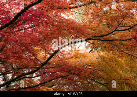 Giapponese acero in Portland di molle di cristallo Rhododendron Garden, Oregon Foto Stock