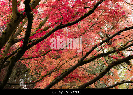 Giapponese acero in Portland di molle di cristallo Rhododendron Garden, Oregon Foto Stock