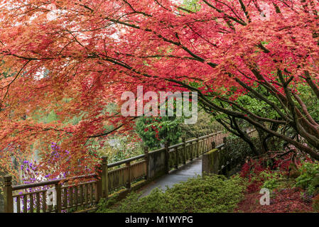 Giapponese acero in Portland di molle di cristallo Rhododendron Garden, Oregon Foto Stock