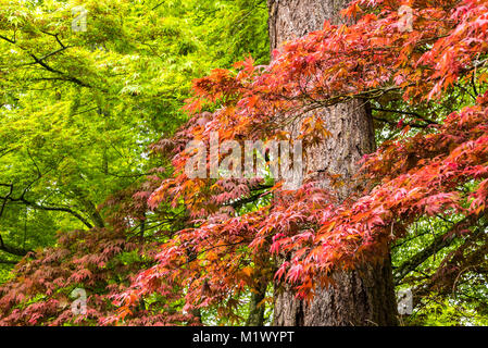 Giapponese acero in Portland di molle di cristallo Rhododendron Garden, Oregon Foto Stock