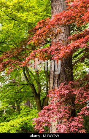 Giapponese acero in Portland di molle di cristallo Rhododendron Garden, Oregon Foto Stock