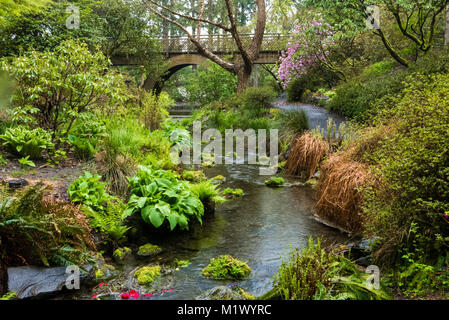 Un ponte di legno e lo streaming in Portland di molle di cristallo Rhododendron Garden, Oregon Foto Stock