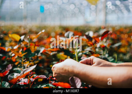 Qualcuno è il taglio di una rosa in una serra Foto Stock