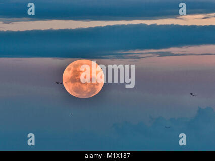 Super sangue Blu Moon Rising prima dell'inizio dell'eclipse che si è verificato il 31 gennaio 2018 su Palm Cove, Cairns, estremo Nord Queensland, FNQ Foto Stock