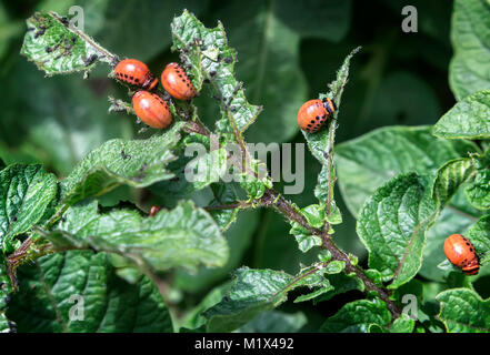 Parassiti di piante agricole: larve di Colorado potato beetle mangiare le foglie di patate. Foto Stock