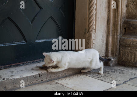 Cat mangiare pesce morto sulla porta di casa a Dubrovnik, Croazia Foto Stock