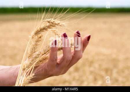 Golden frumento su una donna di mano. Scenario naturale. Foto Stock