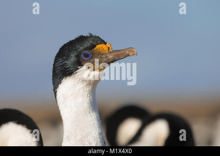 Re Cormorano Foto Stock