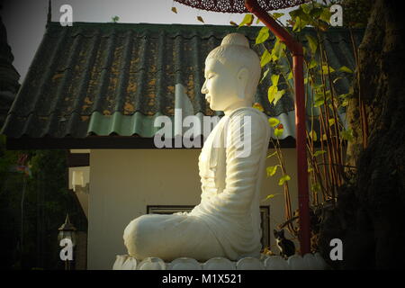 Una statua di Buddha sotto un grande albero in un tempio a Chiang Mai, Thailandia. Foto Stock
