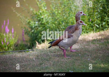 Oca egiziana (Alopochen aegyptiacus) a Bernkastel-Kues, Mosella, Renania-Palatinato, Germania, Europa Foto Stock