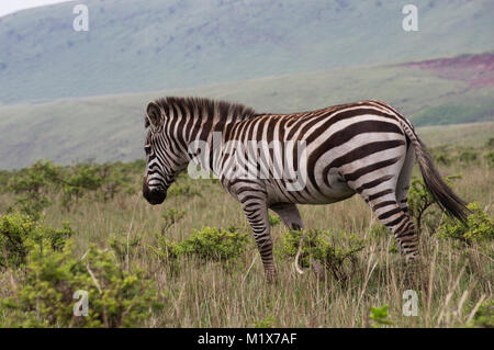 Lone zebra pascolare nel prato sulla pianura del Serengeti National Park in Arush, Tanzania un safari attraverso Nduti Park Foto Stock