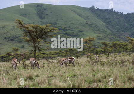 Zebre vagabondare liberamente nel Serengeti in Tanzania settentrionale con alberi di acacia in background in Nduti Serengetti Parco Nazionale di Arusha Foto Stock