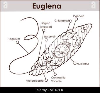 Vector Euglena Diagramma della sezione trasversale rappresentante i protisti euglenoid simili di piante e animali come una creatura microscopica con tutti i componenti di cella nucleo fla Illustrazione Vettoriale