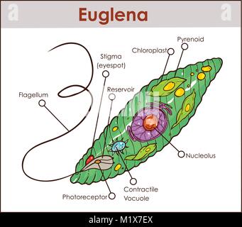 Vector Euglena Diagramma della sezione trasversale rappresentante i protisti euglenoid simili di piante e animali come una creatura microscopica con tutti i componenti di cella nucleo fla Illustrazione Vettoriale