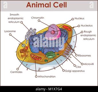 Cellula animale schema anatomico struttura con tutte le parti lisce del nucleo reticolo endoplasmatico rugoso citoplasma apparato di Golgi mitocondri centro di membrana Illustrazione Vettoriale