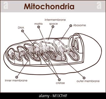Vector illustratore della sezione trasversale dei mitocondri. Illustrazione Vettoriale