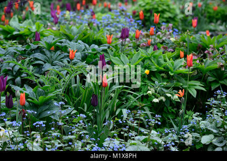 Brunnera macrophylla,Siberian bugloss,tulip,tulipani,tulipa,l'elleboro,hellebores,fiori,fioritura,Molla,display,giardino,giardino,RM Floral Foto Stock