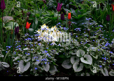 Eritronio raccolto di neve oca, brunnera macrophylla, buggloss siberiano, tulipano, tulipa, tulipa, fiori, fioritura, primavera, esposizione, giardino, giardini, RM Floral Foto Stock