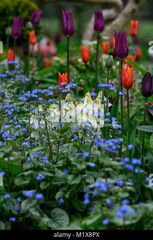 Eritronio raccolto di neve oca, brunnera macrophylla, buggloss siberiano, tulipano, tulipa, tulipa, fiori, fioritura, primavera, esposizione, giardino, giardini, RM Floral Foto Stock