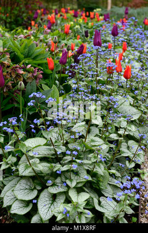 Brunnera macrophylla,Siberian bugloss,tulip,tulipani,tulipa,fiori,fioritura,Molla,display,giardino,giardino,RM Floral Foto Stock