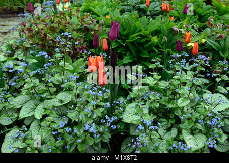 Brunnera macrophylla,Siberian bugloss,tulip,tulipani,tulipa,fiori,fioritura,Molla,display,giardino,giardino,RM Floral Foto Stock