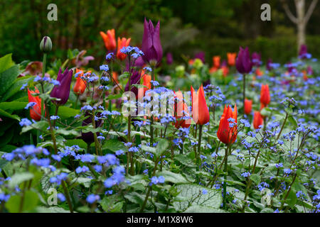 Brunnera macrophylla,Siberian bugloss,tulip,tulipani,tulipa,fiori,fioritura,Molla,display,giardino,giardino,RM Floral Foto Stock