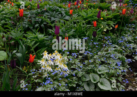 Eritronio raccolto di neve oca, brunnera macrophylla, buggloss siberiano, tulipano, tulipa, tulipa, fiori, fioritura, primavera, esposizione, giardino, giardini, RM Floral Foto Stock