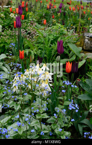 Eritronio raccolto di neve oca, brunnera macrophylla, buggloss siberiano, tulipano, tulipa, tulipa, fiori, fioritura, primavera, esposizione, giardino, giardini, RM Floral Foto Stock