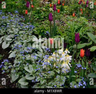 Eritronio raccolto di neve oca, brunnera macrophylla, buggloss siberiano, tulipano, tulipa, tulipa, fiori, fioritura, primavera, esposizione, giardino, giardini, RM Floral Foto Stock