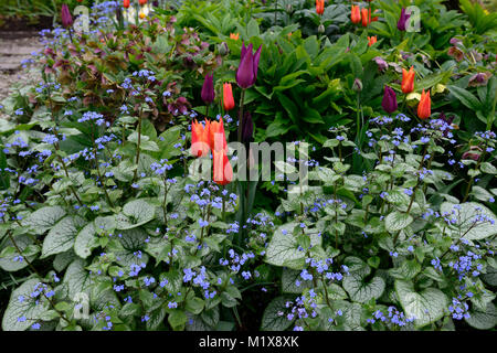 Brunnera macrophylla,Siberian bugloss,tulip,tulipani,tulipa,l'elleboro,hellebores,fiori,fioritura,Molla,display,giardino,giardino,RM Floral Foto Stock