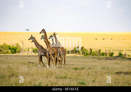 Gregge di giraffe a destra di fronte ad un gruppo di leoni nella savana del Masai Mara Park nel nord-ovest del Kenya Foto Stock