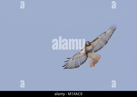 Abieticola sottospecie di Red-tailed Hawk in volo. Foto Stock