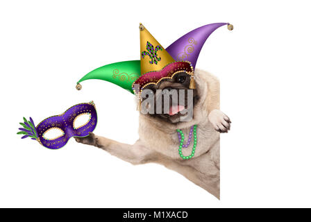 Mardi Gras pug dog con il carnevale jester hat, maschera veneziana, arlecchino jester hat e collane di perle, isolato su sfondo bianco Foto Stock