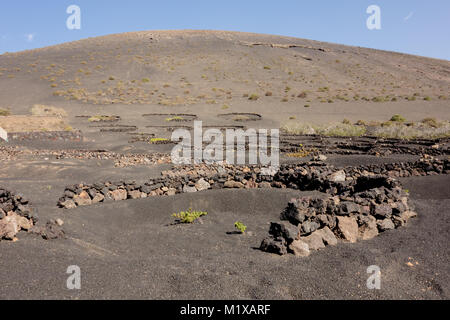 La Geria, Lanzarote - 8 novembre 2017. I vigneti di La Geria utilizza ceneri vulcaniche come il suolo. Produttori di uve anche scavare buche e costruire muri in pietra di shelt Foto Stock