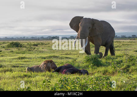 Bull Elephant avvicina due leoni avanzamento sul polpaccio di elefanti che hanno ucciso. Amboseli Kenya Foto Stock