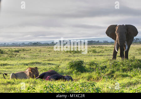 Bull Elephant avvicina due leoni avanzamento sul polpaccio elefante hanno ucciso.Amboseli Kenya Foto Stock