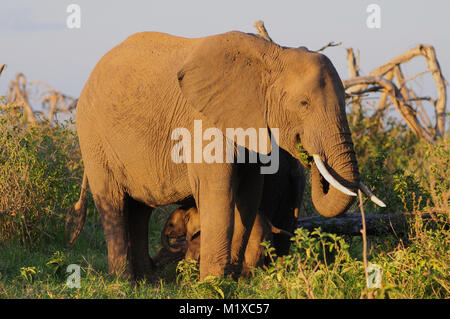 Elefante africano (Loxodonta africana) vitello cercando ombra sotto la madre con luce calda del pomeriggio. Amboseli. Kenya. Foto Stock