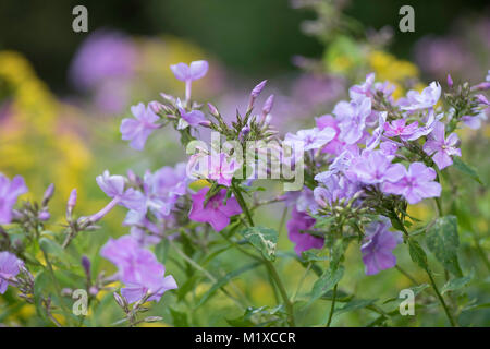 Fiori di campo Foto Stock