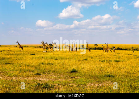 Gregge di giraffe a destra di fronte ad un gruppo di leoni nella savana del Masai Mara Park nel nord-ovest del Kenya Foto Stock