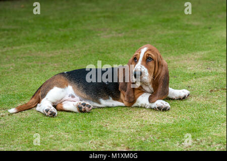 Il Basset Hound è un breve zampe razza di cane del hound famiglia. Il Basset è un profumo hound che era originariamente allevati a scopo di caccia h Foto Stock