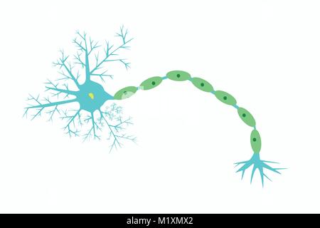 Illustrazione della struttura del neurone, vettore di vista dettagli e dendriti ramificati di un neurone/ cellula cerebrale con più componenti di etichetta Illustrazione Vettoriale