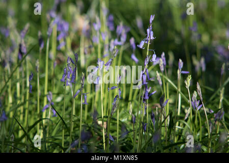 Bella close-up di primavera Bluebells prese a giovani epilessia in Lingfield Surrey in Inghilterra Foto Stock