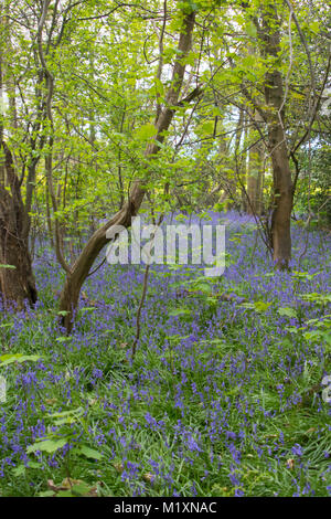 Primavera bluebells prese a giovani epilessia in Lingfield Surrey in Inghilterra Foto Stock